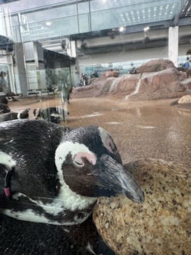 京都水族館に投稿された画像（2024/6/24）