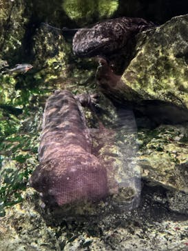 京都水族館に投稿された画像（2024/6/24）