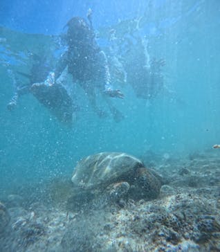 宮古島 ADVENTURE PiPi（ミヤコジマ アドベンチャー ピピ）に投稿された画像（2024/6/24）