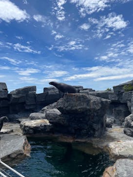 鴨川シーワールドに投稿された画像（2024/6/24）
