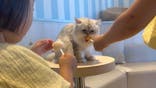 猫カフェモカ　イオンレイクタウン店に投稿された画像（2024/6/24）