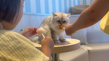 猫カフェモカ　イオンレイクタウン店に投稿された画像（2024/6/24）