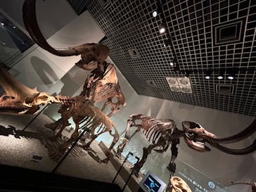 国立科学博物館に投稿された画像（2024/6/24）