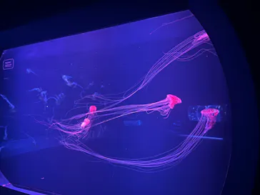 すみだ水族館に投稿された画像（2024/6/24）