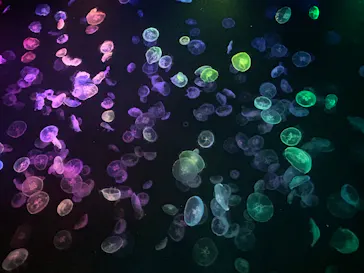 すみだ水族館に投稿された画像（2024/6/24）