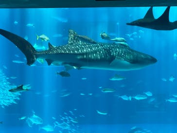 沖縄美ら海水族館に投稿された画像（2024/6/24）