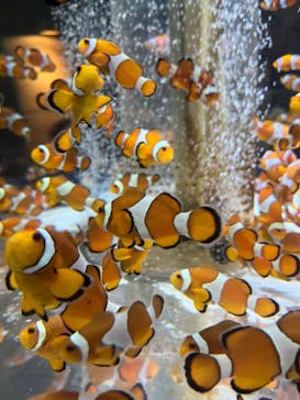 鴨川シーワールドに投稿された画像（2024/6/24）