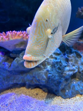 竹島水族館に投稿された画像（2024/6/24）