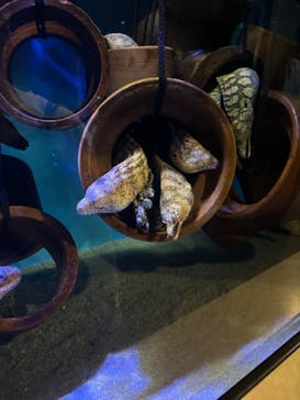 竹島水族館に投稿された画像（2024/6/24）