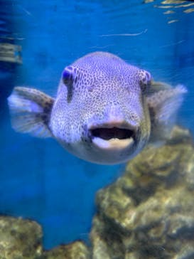 竹島水族館に投稿された画像（2024/6/24）