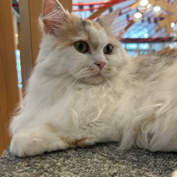猫カフェモカ　イオンレイクタウン店に投稿された画像（2024/6/24）