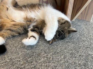 猫カフェモカ　イオンレイクタウン店に投稿された画像（2024/6/24）