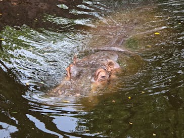 日立市かみね動物園に投稿された画像（2024/6/24）