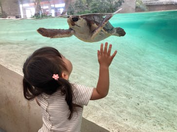 鴨川シーワールドに投稿された画像（2024/6/24）