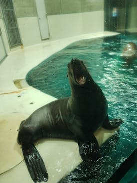 大分マリーンパレス水族館 「うみたまご」に投稿された画像（2024/6/24）