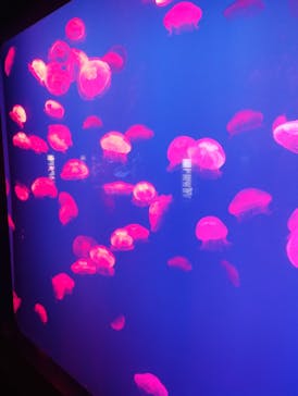 大分マリーンパレス水族館 「うみたまご」に投稿された画像（2024/6/24）