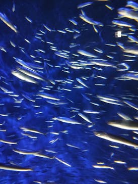 大分マリーンパレス水族館 「うみたまご」に投稿された画像（2024/6/24）
