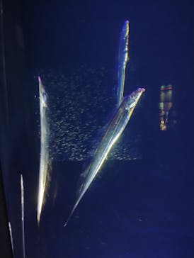 大分マリーンパレス水族館 「うみたまご」に投稿された画像（2024/6/24）