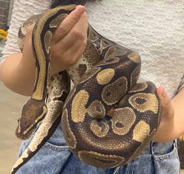 しろとり動物園に投稿された画像（2024/6/24）