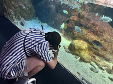 新江ノ島水族館に投稿された画像（2024/6/24）