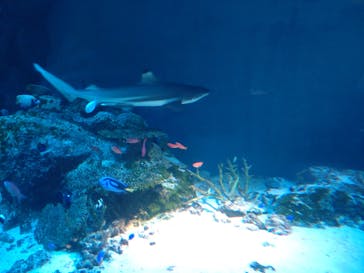 マクセル アクアパーク品川に投稿された画像（2024/6/24）