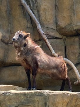 那須どうぶつ王国に投稿された画像（2024/6/24）