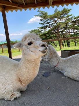 那須どうぶつ王国に投稿された画像（2024/6/24）