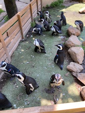 那須どうぶつ王国に投稿された画像（2024/6/24）