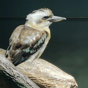 カワスイ 川崎⽔族館に投稿された画像（2024/6/24）