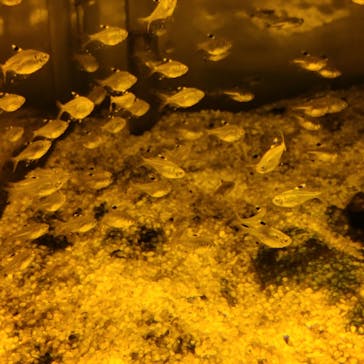 カワスイ 川崎⽔族館に投稿された画像（2024/6/24）