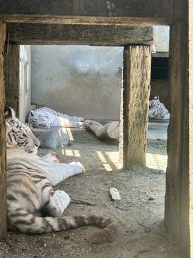 宇都宮動物園に投稿された画像（2024/6/24）