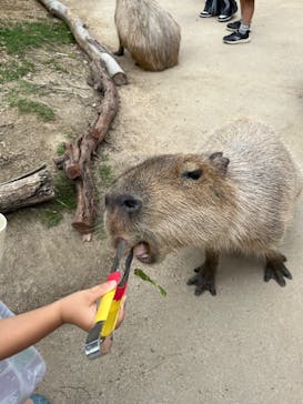 神戸どうぶつ王国に投稿された画像（2024/6/24）