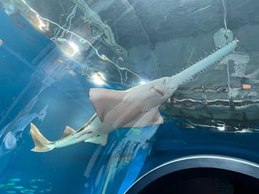 マクセル アクアパーク品川に投稿された画像（2024/6/24）