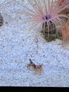 マクセル アクアパーク品川に投稿された画像（2024/6/24）