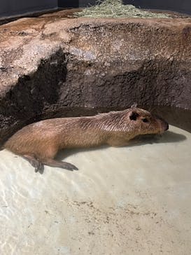 マクセル アクアパーク品川に投稿された画像（2024/6/24）