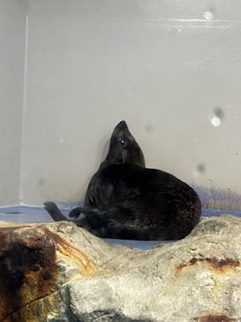 マクセル アクアパーク品川に投稿された画像（2024/6/24）