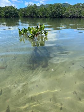 西表島 ADVENTURE PiPi（アドベンチャーピピ）に投稿された画像（2024/6/24）