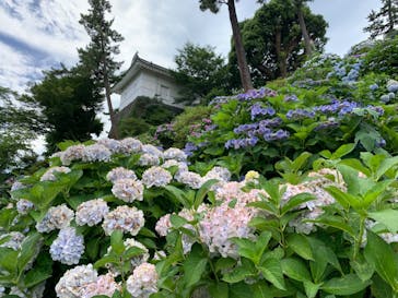 小田原城に投稿された画像（2024/6/24）