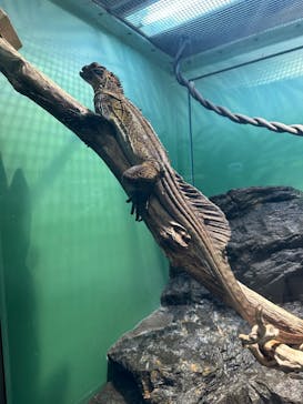 サンシャイン水族館に投稿された画像（2024/6/24）