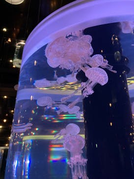 マクセル アクアパーク品川に投稿された画像（2024/6/24）