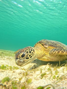 宮古島 ADVENTURE PiPi（ミヤコジマ アドベンチャー ピピ）に投稿された画像（2024/6/25）