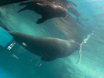 大分マリーンパレス水族館 「うみたまご」に投稿された画像（2024/6/25）