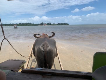 西表島 ADVENTURE PiPi（アドベンチャーピピ）に投稿された画像（2024/6/14）