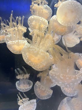 京都水族館に投稿された画像（2024/6/25）