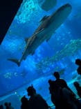 沖縄美ら海水族館に投稿された画像（2024/6/25）