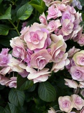 横浜イングリッシュガーデンに投稿された画像（2024/6/25）