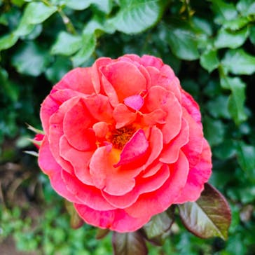 横浜イングリッシュガーデンに投稿された画像（2024/6/25）