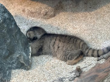 神戸どうぶつ王国に投稿された画像（2024/6/25）