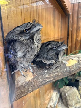 神戸どうぶつ王国に投稿された画像（2024/6/25）