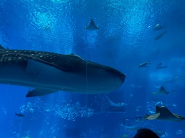 沖縄美ら海水族館に投稿された画像（2024/6/25）